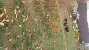 Donez ciobanesc german 2 fetite