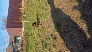 Donez ciobanesc german 2 fetite - imagine 3