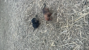 Vând căței Techel - imagine 2