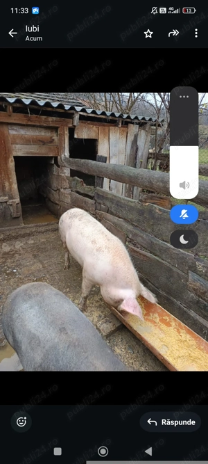 Vând porci pentru sacrificat 