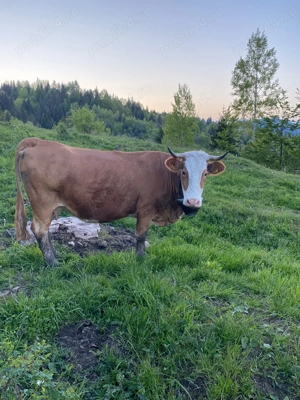 Vaca de Vanzare - imagine 3