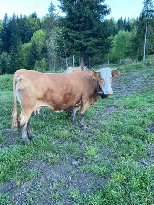 Vaca de Vanzare - imagine 2