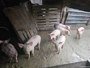 Vand purcei pret bun - imagine 2