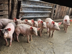 Vand purcei pret bun - imagine 5