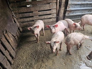 Vand purcei pret bun - imagine 4