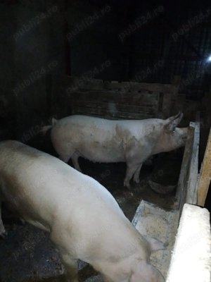 Vând porci de tara - imagine 2