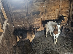 Vand capre saanen(de lapte)