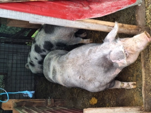 Porci pietrain cu greutate 70...300kg - imagine 2