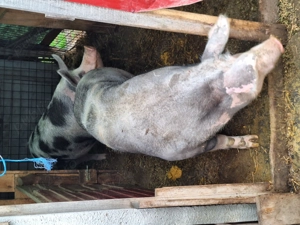 Porci pietrain cu greutate 70...300kg