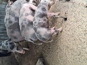 Porci pietrain cu greutate 70...300kg - imagine 7