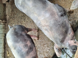 Porci pietrain cu greutate 70...300kg - imagine 5