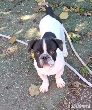 Bulldog francez mascul 