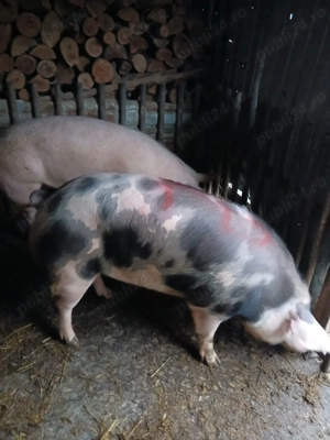 Vând porci de carne Petran  - imagine 2