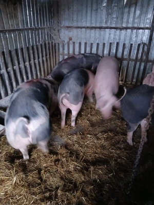 Vând porci de carne Petran 