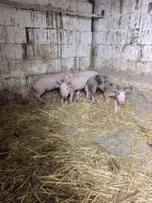 Purcei de vanzare  - imagine 2