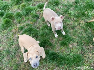 cauta casuta noua  - imagine 4