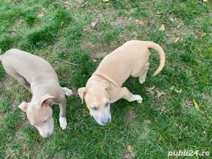 cauta casuta noua  - imagine 3