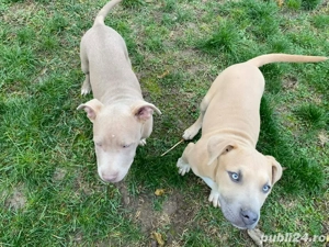 cauta casuta noua  - imagine 2