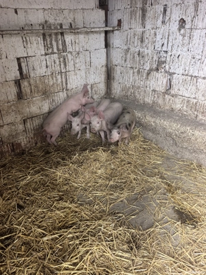 Purcei de vanzare  - imagine 5