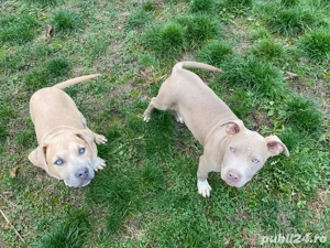 cauta casuta noua  - imagine 5