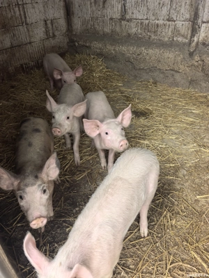 Purcei de vanzare  - imagine 3