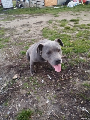 American bully cu pedy - imagine 4