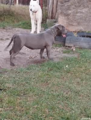 American bully cu pedy - imagine 2