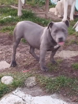 American bully cu pedy - imagine 3