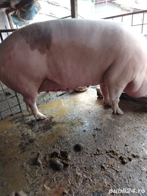 Vând porci pentru craciun - imagine 3