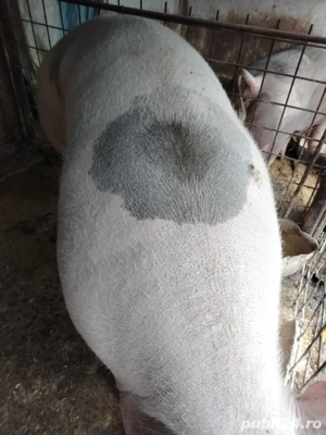 Vând porci pentru craciun - imagine 4