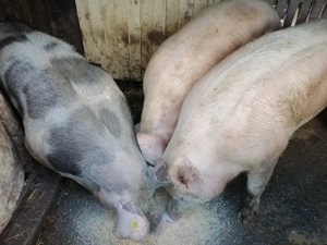 Vând porci - imagine 2