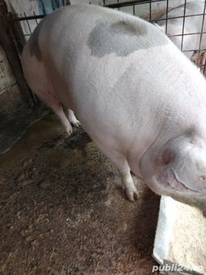 Vând porci pentru craciun - imagine 2