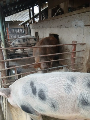 Vând porci pietrani - imagine 3