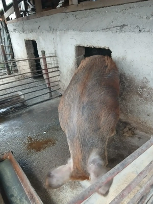 Vând porci pietrani - imagine 4