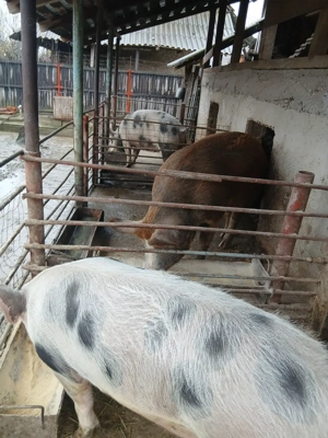 Vând porci pietrani - imagine 2