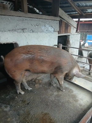 Vând porci pietrani - imagine 5