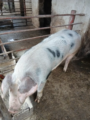 Vând porci pietrani