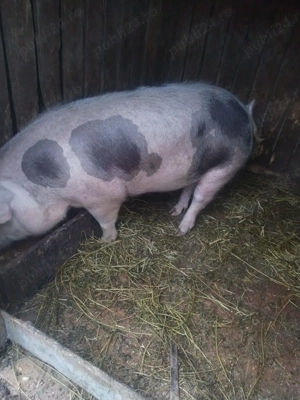 Vând porc pietrean - imagine 2