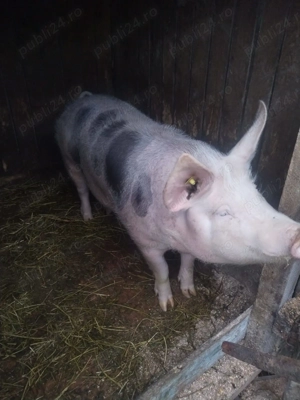 Vând porc pietrean - imagine 3