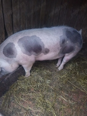 Vând porc pietrean - imagine 4