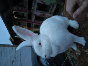 Vând  F de UGA!!! - imagine 2