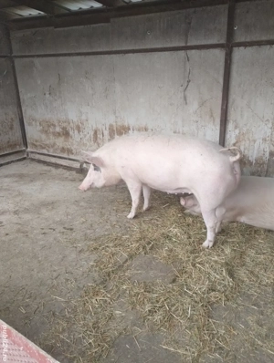 Porci de vanzare 120 - 200 kg - imagine 2