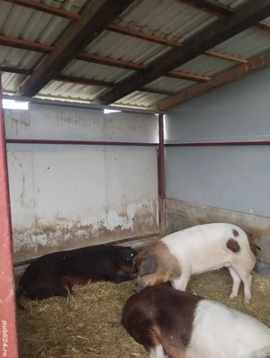 Porci de vanzare 120 - 200 kg - imagine 3