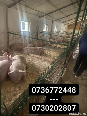 Porcii de vânzare  - imagine 3