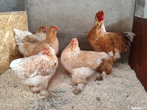 Găini orpington, brahma , cochinchina  - imagine 3