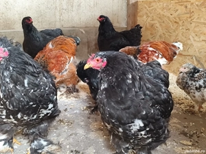 Găini orpington, brahma , cochinchina  - imagine 2