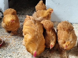 Găini orpington, brahma , cochinchina 