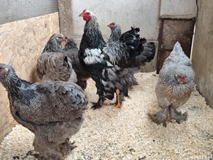 Găini orpington, brahma , cochinchina  - imagine 5