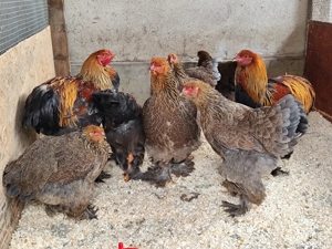 Găini orpington, brahma , cochinchina  - imagine 4