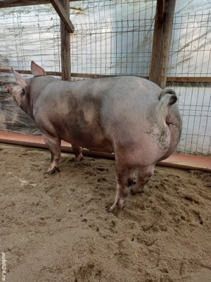 Porci pentru Crăciun  - imagine 4